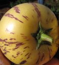 Solanum muricatum (Pepino dulce, melon pear), fruit in hand, Kula Experiment Station, Maui, Hawai'i.