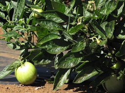 Solanum muricatum (Pepino dulce, melon pear), fruit and leaves, Kula Experiment Station, Maui, Hawai'i.
