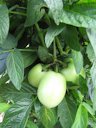Solanum muricatum (Pepino dulce, melon pear), Green fruit, Olinda, Maui, Hawai'i