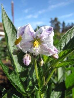 Solanum muricatum (Pepino dulce, melon pear), flower, Kula Experiment Station, Maui, Hawai'i.