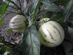 Solanum muricatum, pepino melon