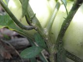 Solanum muricatum, pepino melon