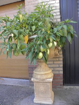 Solanum muricatum, pepino melon