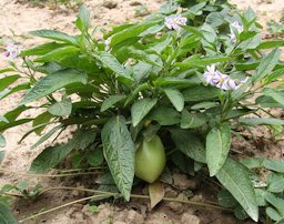 Solanum muricatum Flower and Fruit
