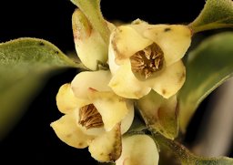 The male flowers of the local persimmon tree (Diospyros virginiana)