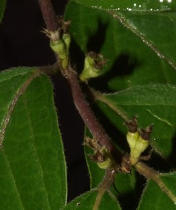 American Persimmon, Diospyros virginianaCatholic Church Road, Big Pool, MD, USA