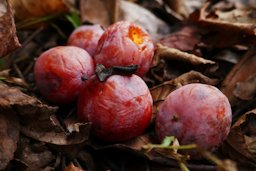 American Persimmon, Diospyros virginiana, Elgin, AL