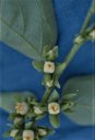 Male persimmon flowers