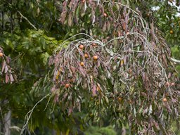 American Persimmon, Diospyros virginiana, Croft State Park, SC, USA