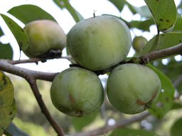 American Persimmons (Diospyros virginiana / Ebenaceae) in Tampa, Florida