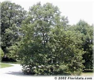 The is the 'Meador' persimmon, a cultivar selected for fruit quality and cold hardiness growing in Ohio (Zone 5).