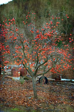 Persimmon tree