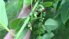 Male flowers