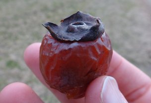 ripe, post-frost wild persimmon fruit