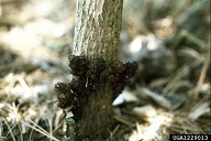 The pupal case of the persimmon borer