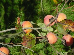 John Rick D. Virginiana persimmons