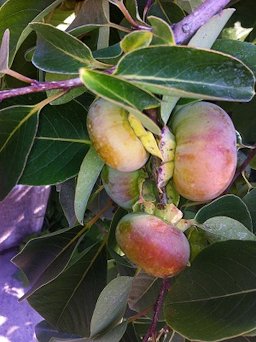 American Persimmon in Shebekino