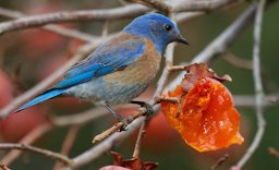 This Persimmon Is Mine, Western Bluebird, Sialia mexicana