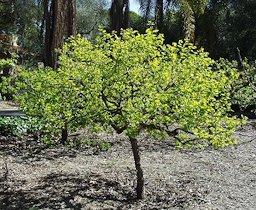 Diospyros kaki tree