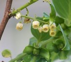 Bee On A Persimmon Blossom