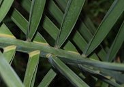 Phoenix dactylifera closer view of leaflet and waxy bloom