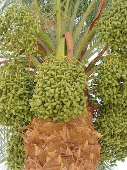 Immature Date fruits, Medinet Habu, Theban Necropolis, Egypt