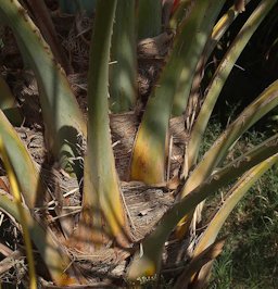 Phoenix dactylifera leaf bases and fibers