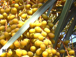 Canary Island Date Palm Seeds (Phoenix Canariensis) – Hardy Tropical Fruit Plant
