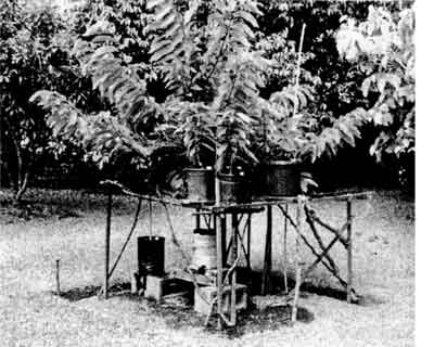 Picture 4 Gantry erected around the parent tree for holding the potted plants in position for approach grafting.