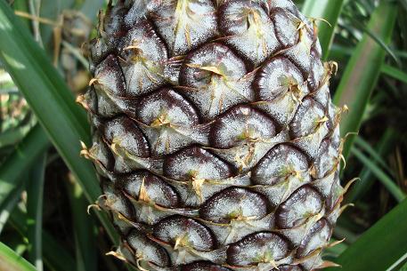 Texture of the fruit