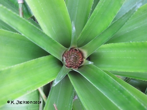 Inflorescence