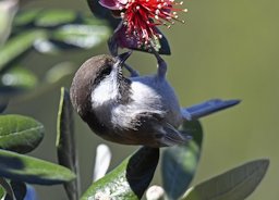 Busy, busy, always busy. Chestnut-backed chickadee on a pineapple guava blossom