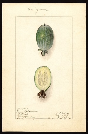 Feijoa sellowiana