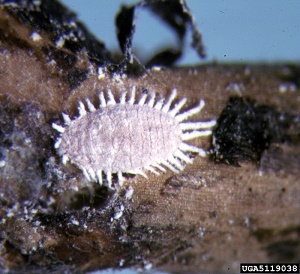 Pineapple mealybug (Dysmicoccus brevipes) (Cockerell)