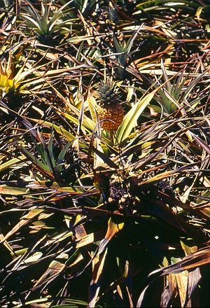 Wilted plants