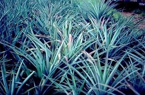 Pineapple: Mealybug wilt. Pathogen: Mealybug wilt virus