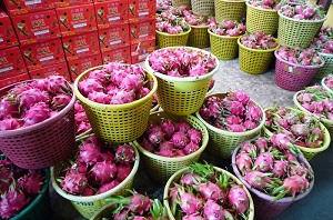 Dragon fruit being prepared for Talad Thai wholesale market in Bangkok