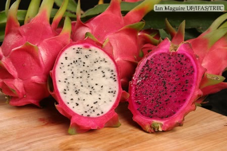 11 of The Best Dragon Fruit (Pitaya) Cultivars