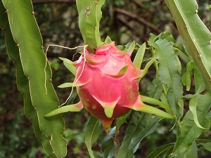 Hylocereus undatus fruit