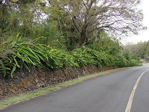 Hylocereus undatus (Night-blooming cereus, paniniokapunahoa, papipi pua, dragon fruit, red pitaya). Habit. Keokea, Maui, Hawaii