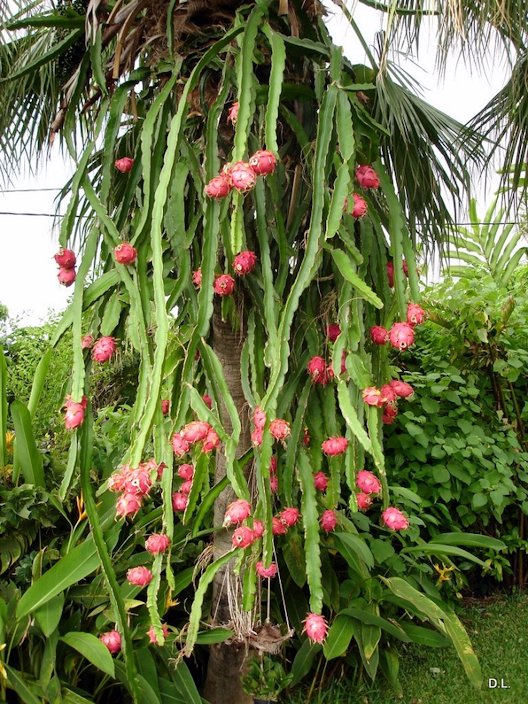 Pitaya, Dragon Fruit - Hylocereus undatus