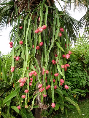 Fruiting plant, climbing into a palm tree