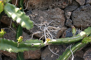Hylocereus undatus grown in the Botanical Garden “Jardin de Cactus” in Guatiza, Teguise, Lanzarote, Canary Islands