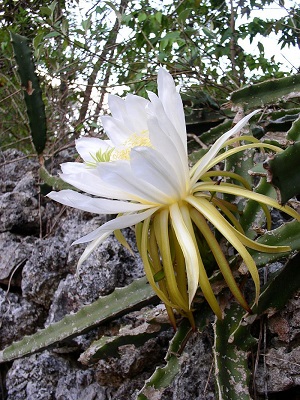 Hylocereus triangularis