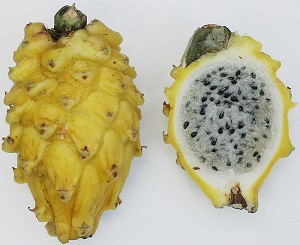 Hylocereus megalanthus, Yellow pitahaya fruit with spines removed
