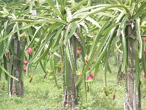 Pitaya (green dragon) fruits being grown commercially in southern Vietnam