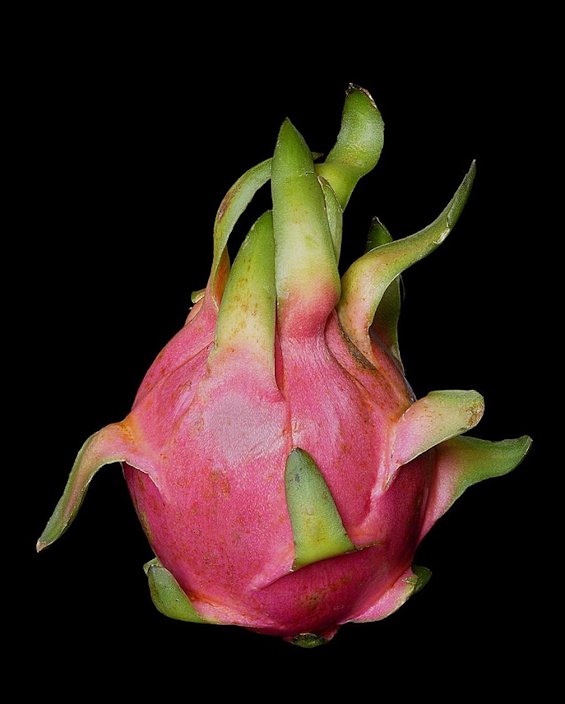 Pitaya - Wikipedia