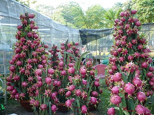 Hylocereus undatus cultivated, fruiting