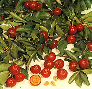 Plate XXV: BARBADOS CHERRY, Malpighia punicifolia