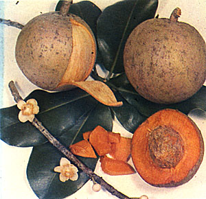 Plate XLII: MAMEY, Mammea americana